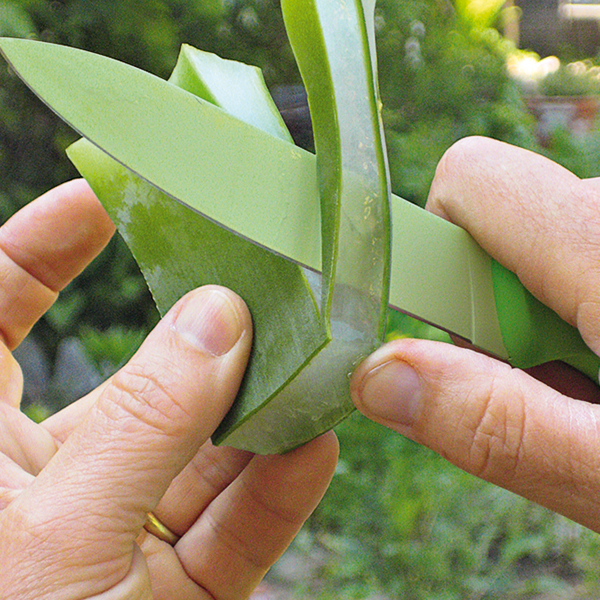 comment utiliser l'aloe vera