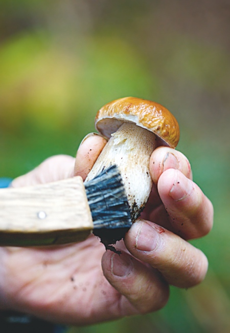 comment nettoyer un cèpe