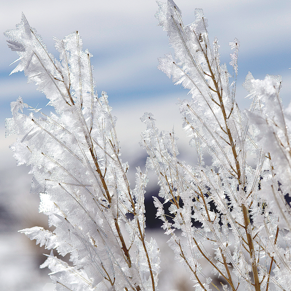 Flocons de neige: La beauté secrète de l'hiver
