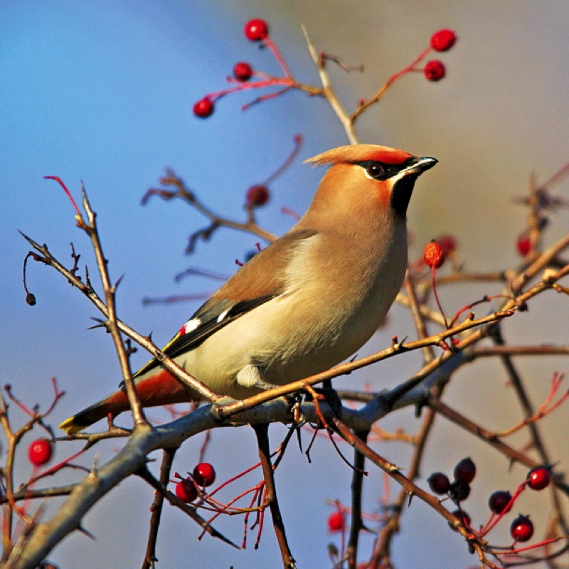 l'aubépine