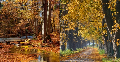 L Automne La Magie D Une Saison En Couleur L Automne La Magie D Une Saison En Couleur