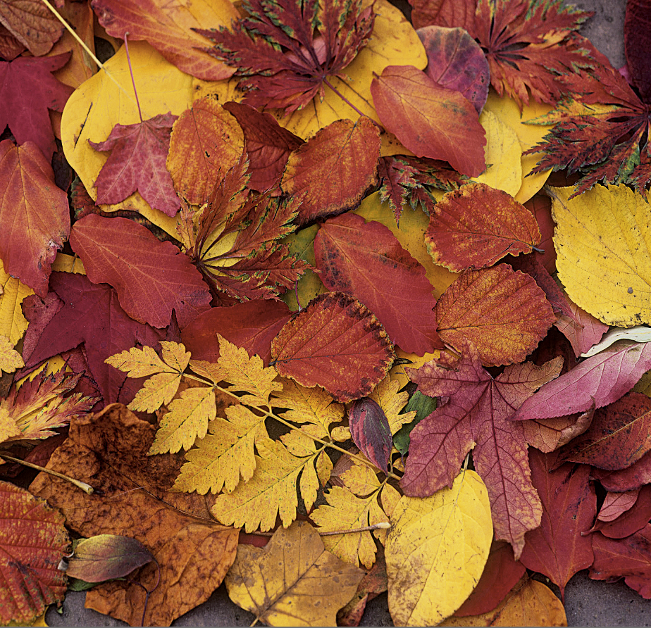 L Automne La Magie D Une Saison En Couleur L Automne La Magie D Une Saison En Couleur