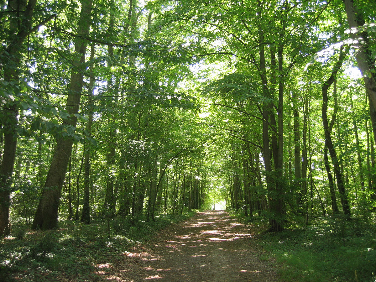 le festival de la forêt et du bois 2