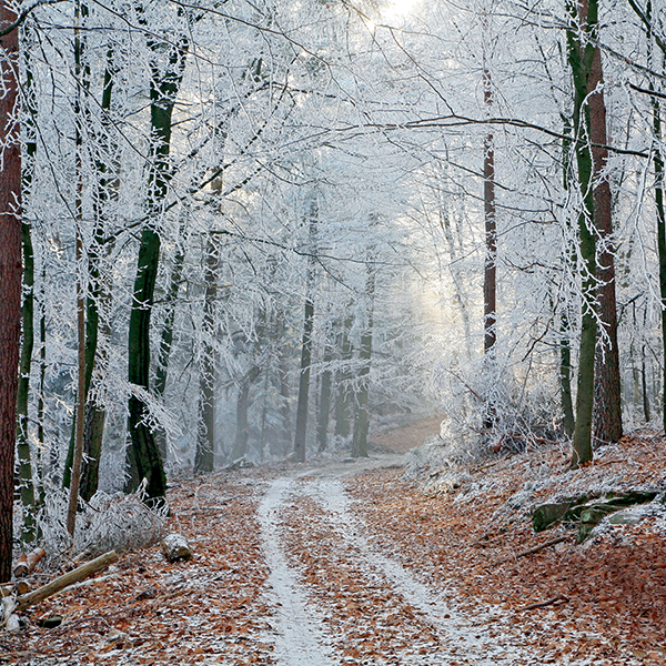 journée exploration forêt garde forestier