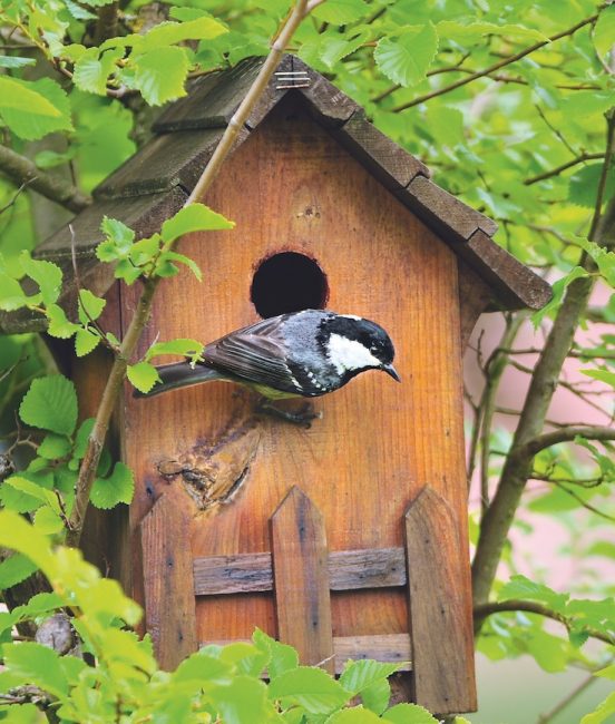 nichoir quel nichoir pour quel oiseau le d ici nichoir quel nichoir pour quel oiseau le d ici