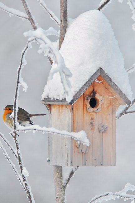 Les astuces à connaître pour construire une cabane à oiseaux - Auxerre  (89000)