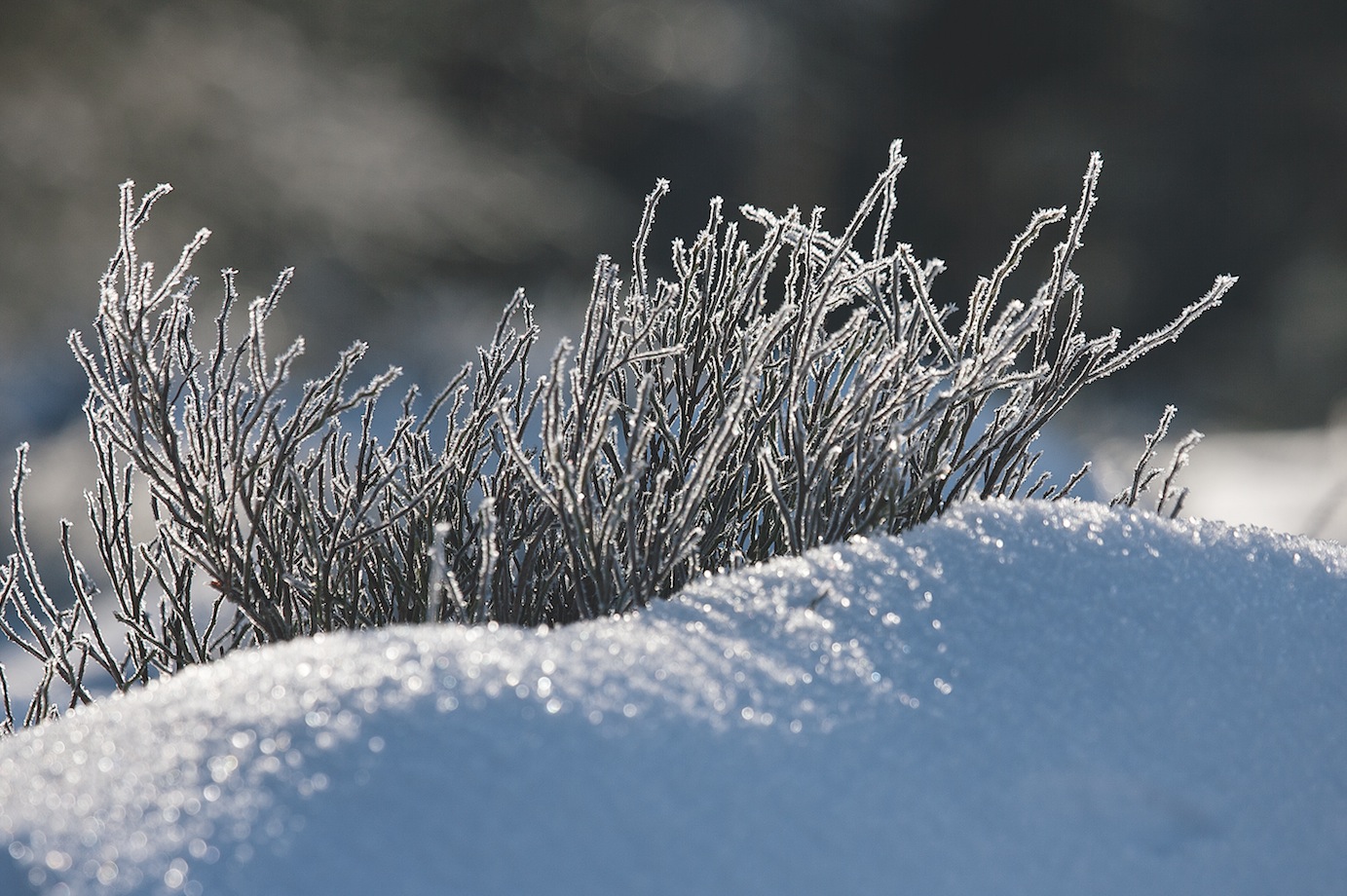 La nature en hiver