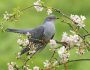 Oiseaux