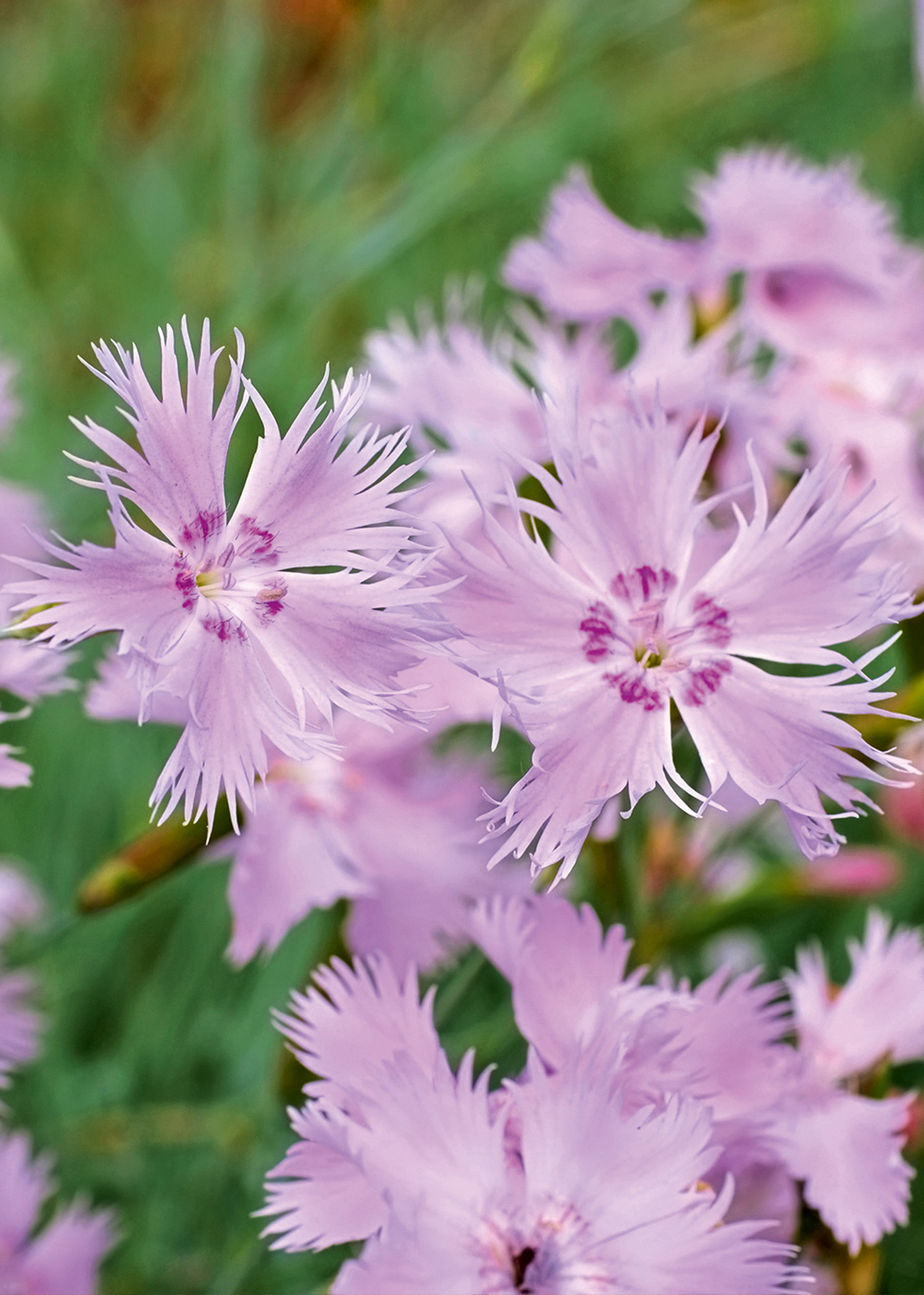 Les fleurs odorantes, pour un été parfumé