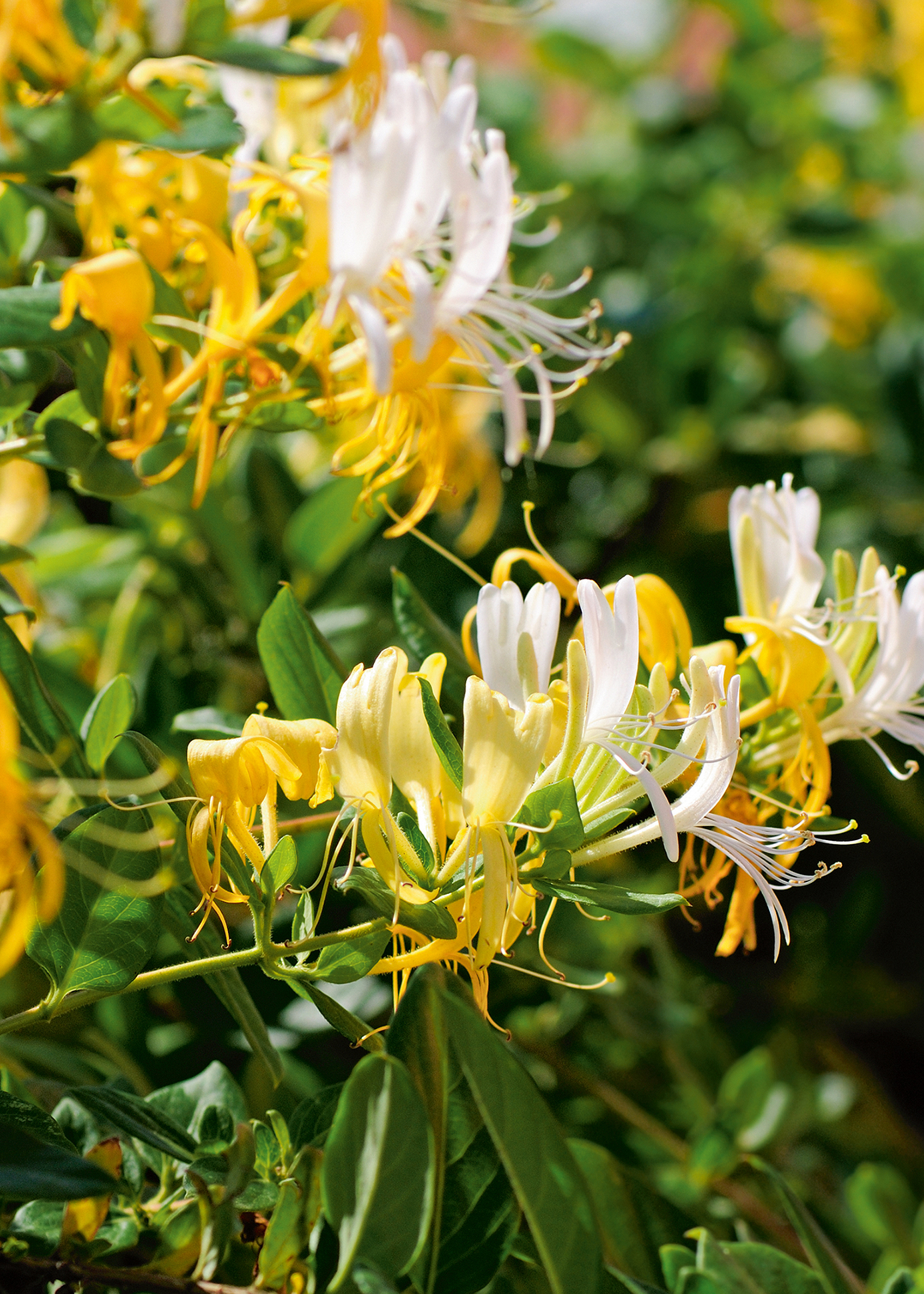 Fleurs parfumées : 10 fleurs pour embaumer votre été - Esprit d'ici