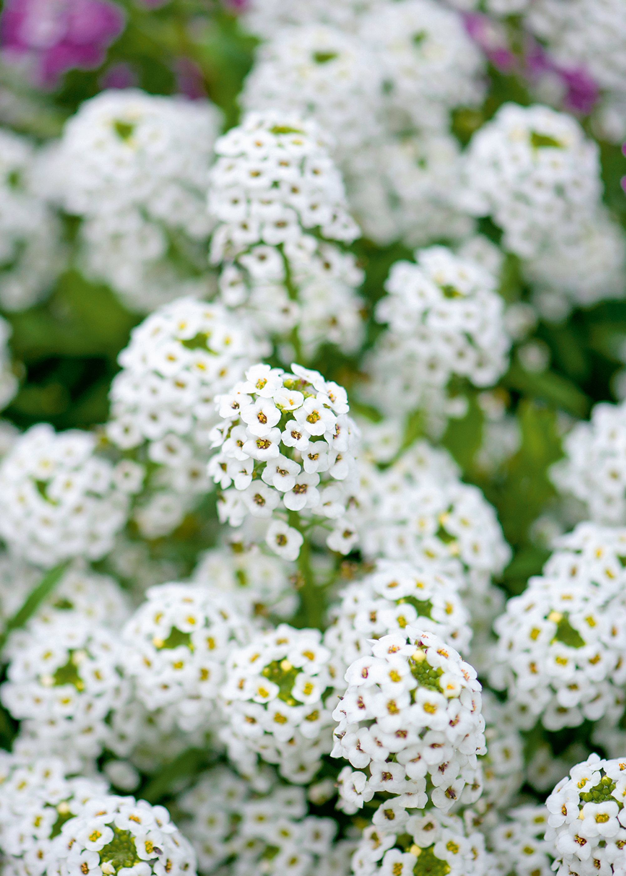 fleurs tres parfumees
