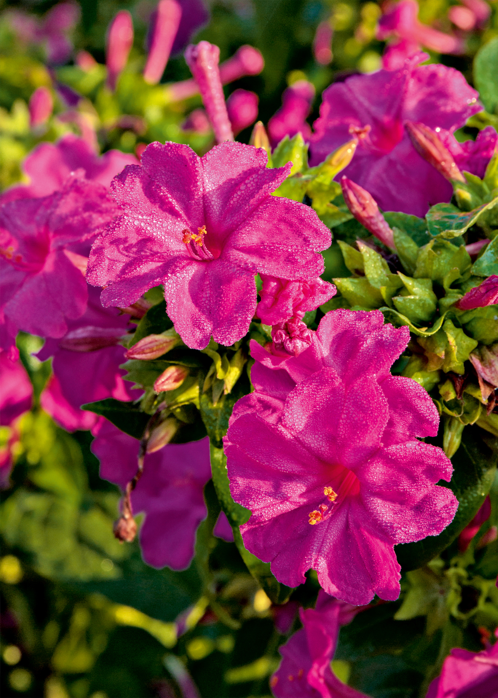 Fleurs parfumées : 10 fleurs pour embaumer votre été - Esprit d'ici