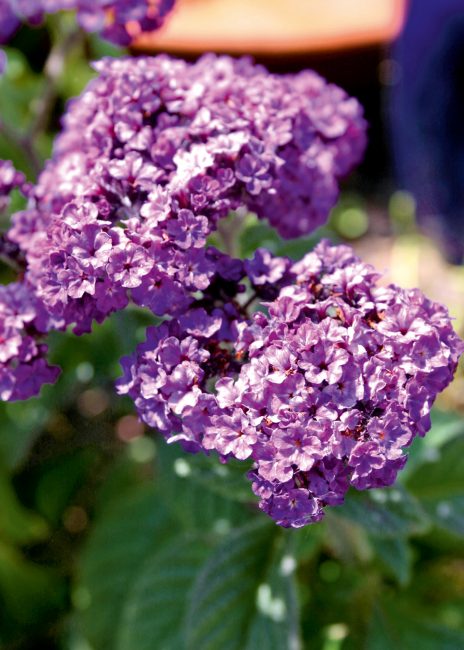 Fleurs parfumées : 10 fleurs pour embaumer votre été