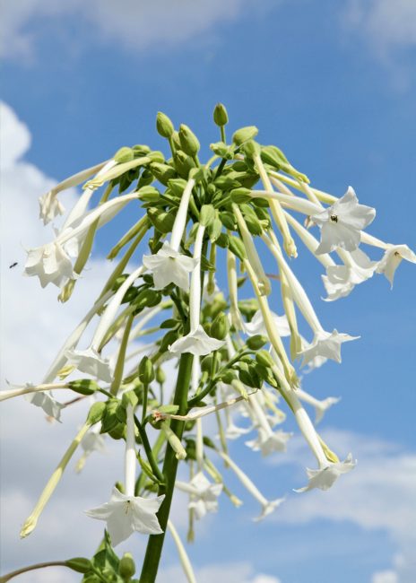 Fleurs parfumées : 10 fleurs pour embaumer votre été