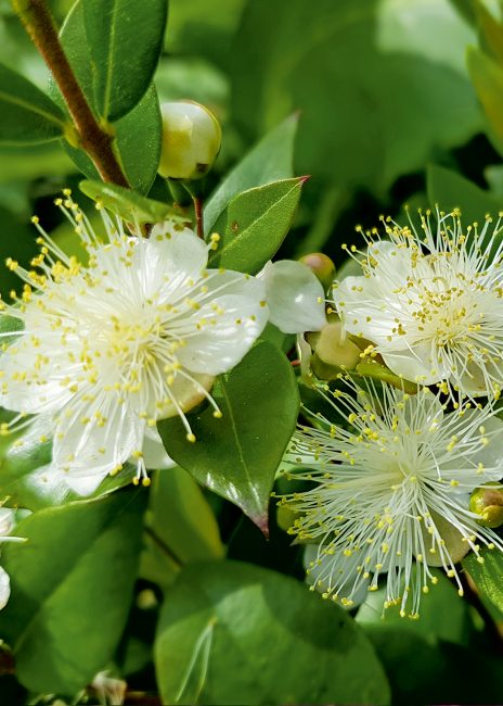 Fleurs parfumées : 10 fleurs pour embaumer votre été