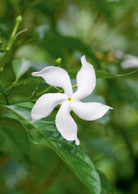 Fleurs parfumées : 10 fleurs pour embaumer votre été