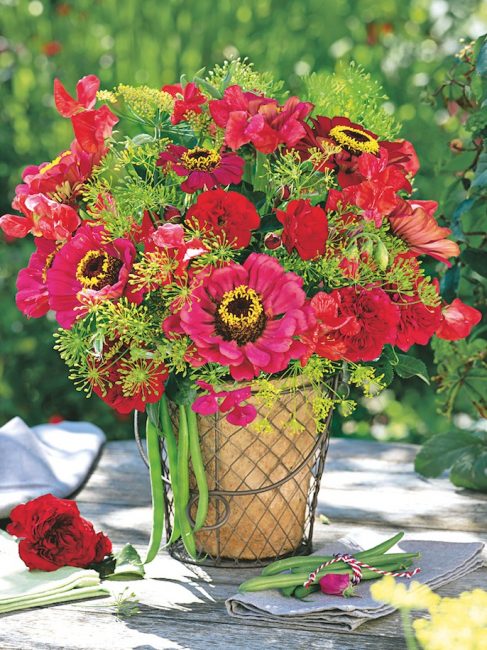 Zinnias