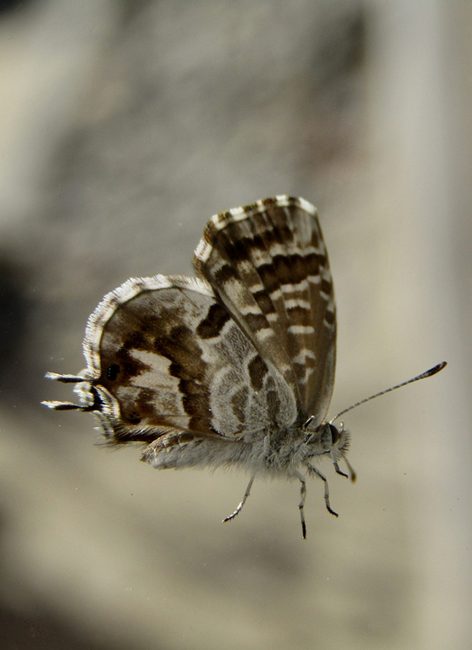 Papillons : comment les reconnaître