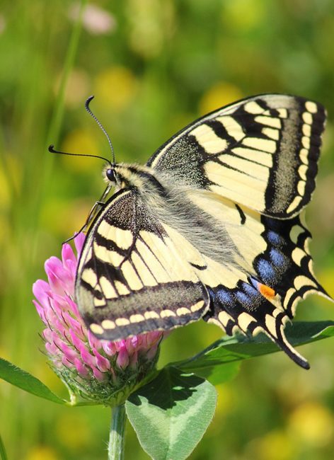 Papillons : comment les reconnaître