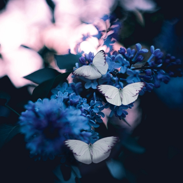 Papillons