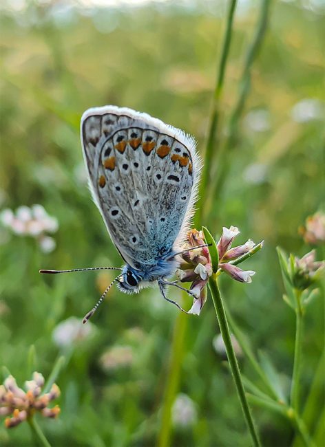 Papillons : comment les reconnaître