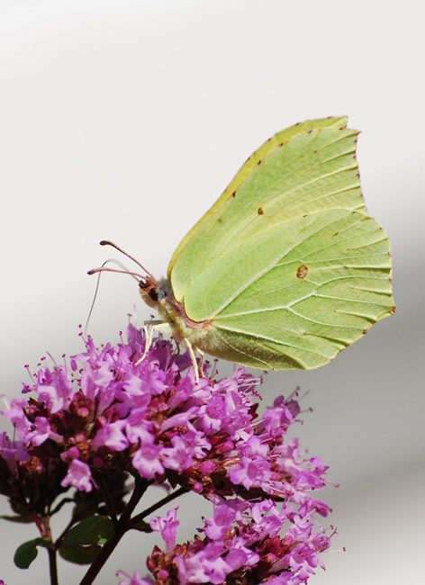 Papillons : comment les reconnaître