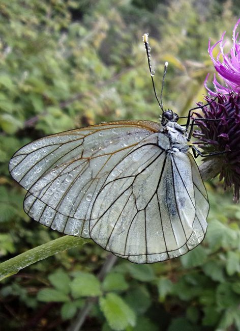 Papillons : comment les reconnaître ?