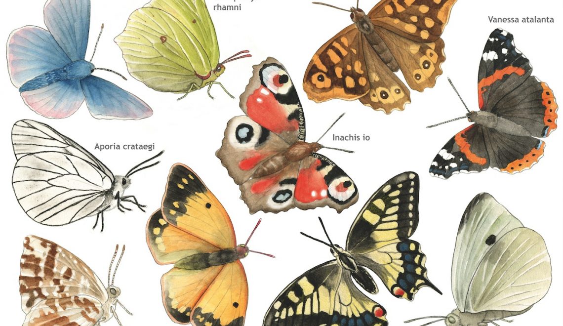 papillons