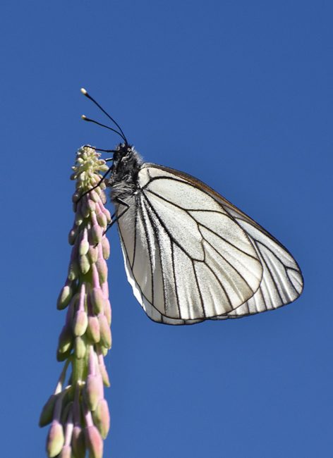 Papillons : comment les reconnaître