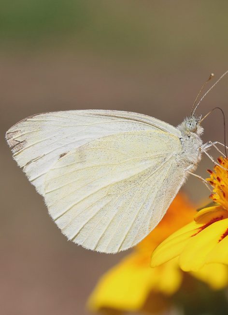 Papillons : comment les reconnaître