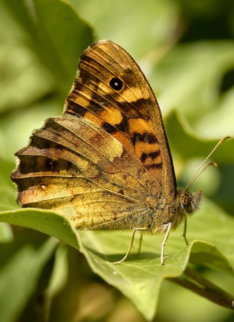 Papillons : comment les reconnaître