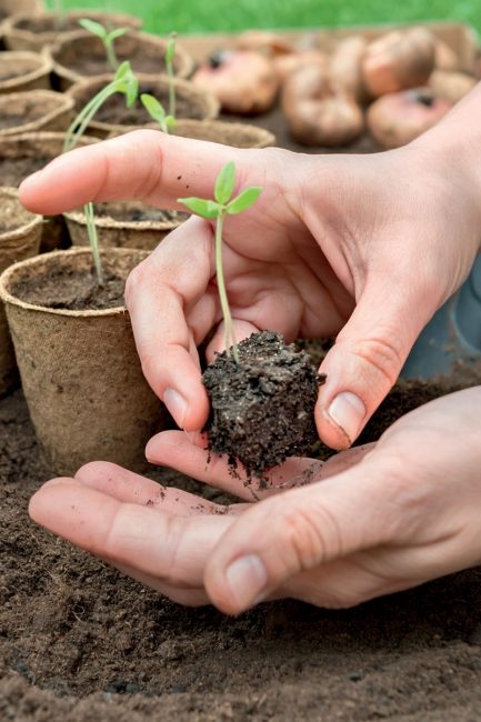 Semer des graines : comment planter vos fleurs ?