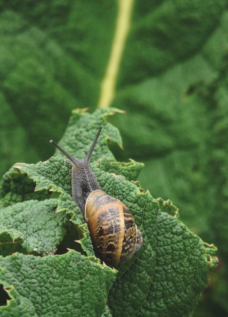 astuce de Jardinage