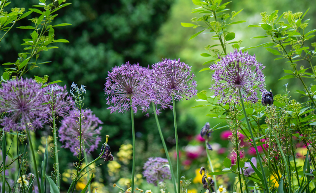 conseils pour entretenir son jardin sans produits chimiques