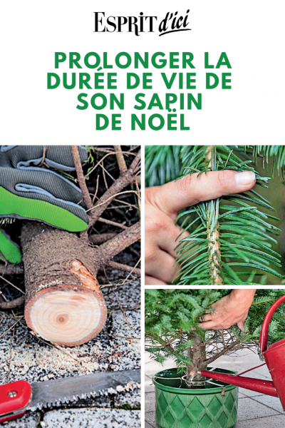 5 astuces pour prolonger la durée de vie de son sapin de Noël