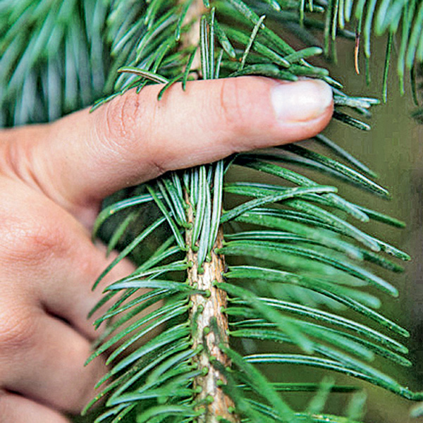 Comment prolonger la durée de vie de son sapin de Noël