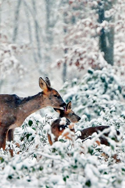 photographies de chevreuils dans la nature