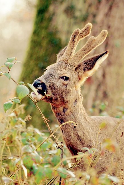 photographies de chevreuils dans la nature