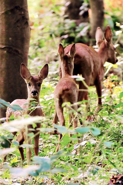 photographies de chevreuils dans la nature