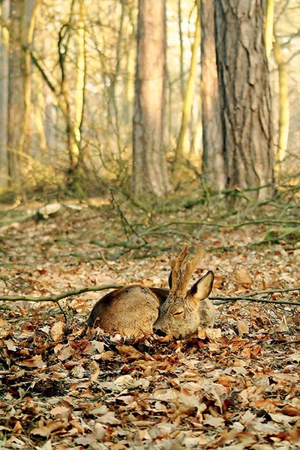 photographies de chevreuils dans la nature