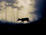 photographies de chevreuils dans la nature