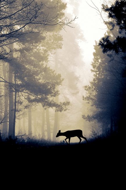 photographies de chevreuils dans la nature