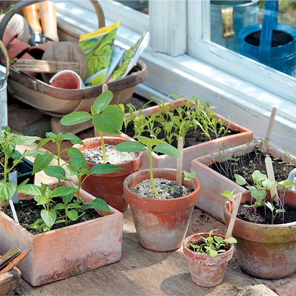 Jardinage : tout ce qu'il faut savoir sur le semis de poivrons