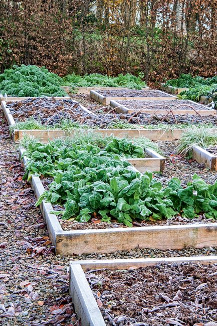 que faire au potager en février ?