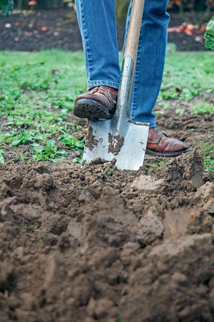 que faire au potager en février ?