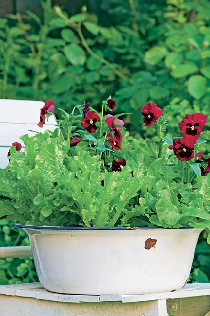 cultiver du mesclun dans son jardin ou sur son balcon