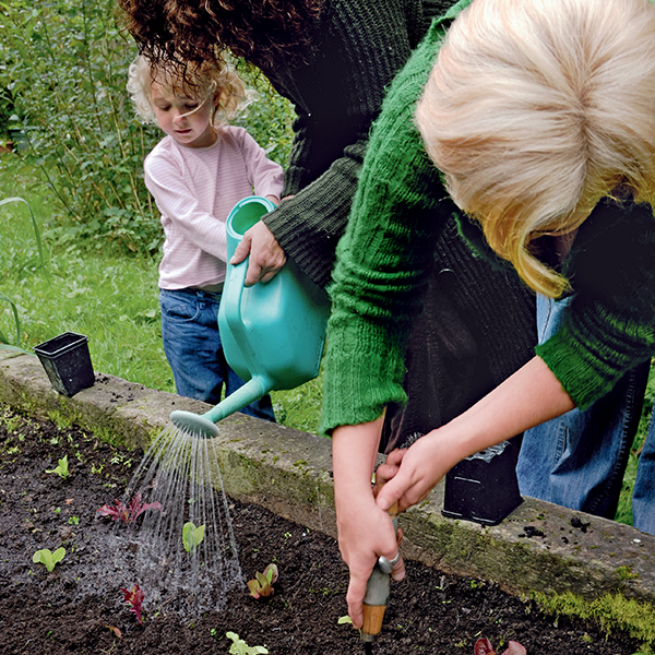 cultiver du mesclun dans son jardin ou sur son balcon