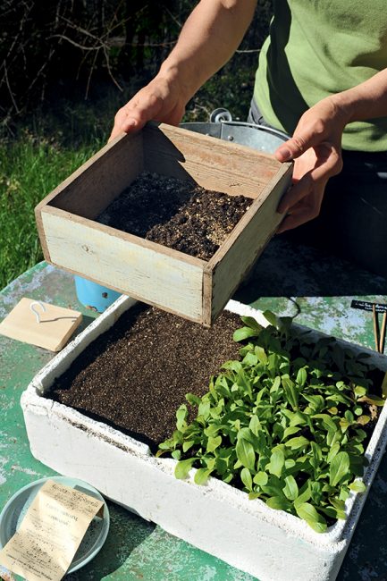 cultiver du mesclun dans son jardin ou sur son balcon