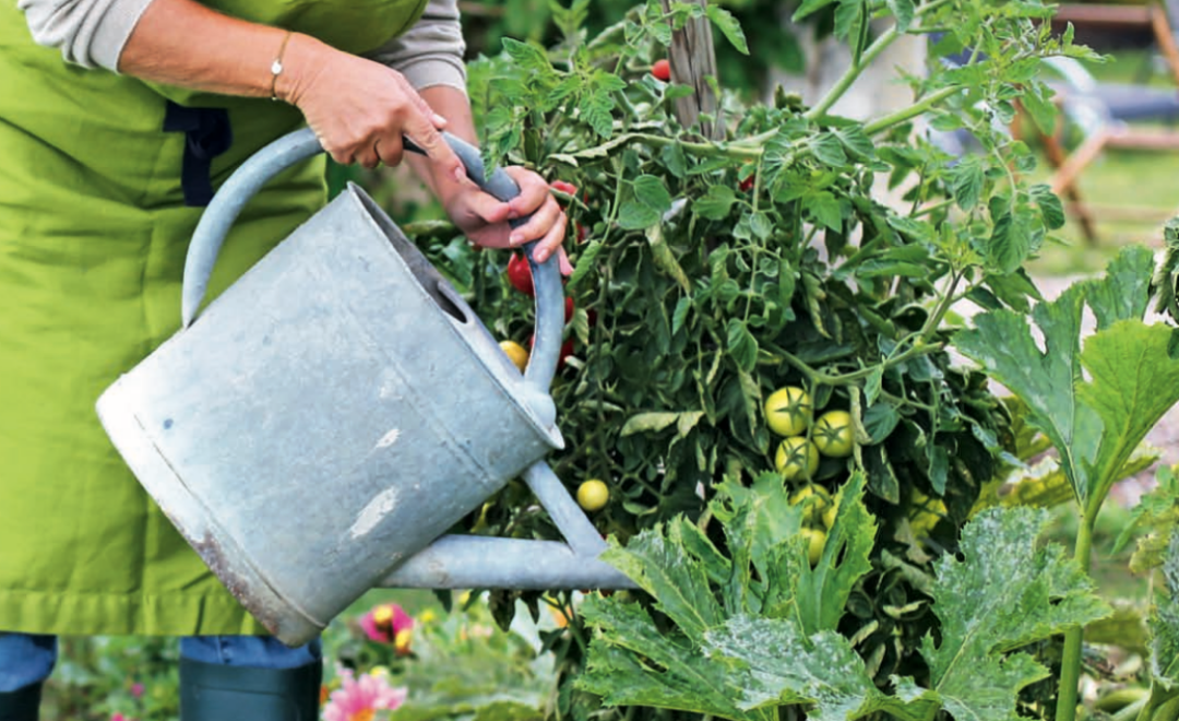 conseils pour cultiver son potager