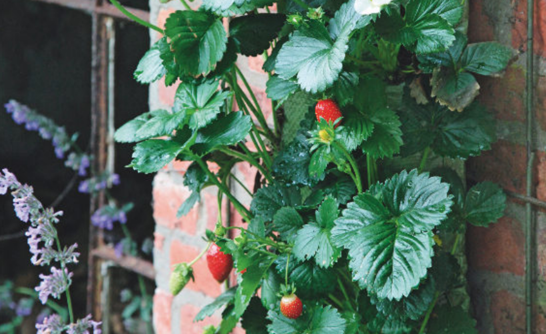 Découvrez notre tutoriel pour cultiver des fraises dans un mini potager vertical en recyclant des sacs de terreau vides !